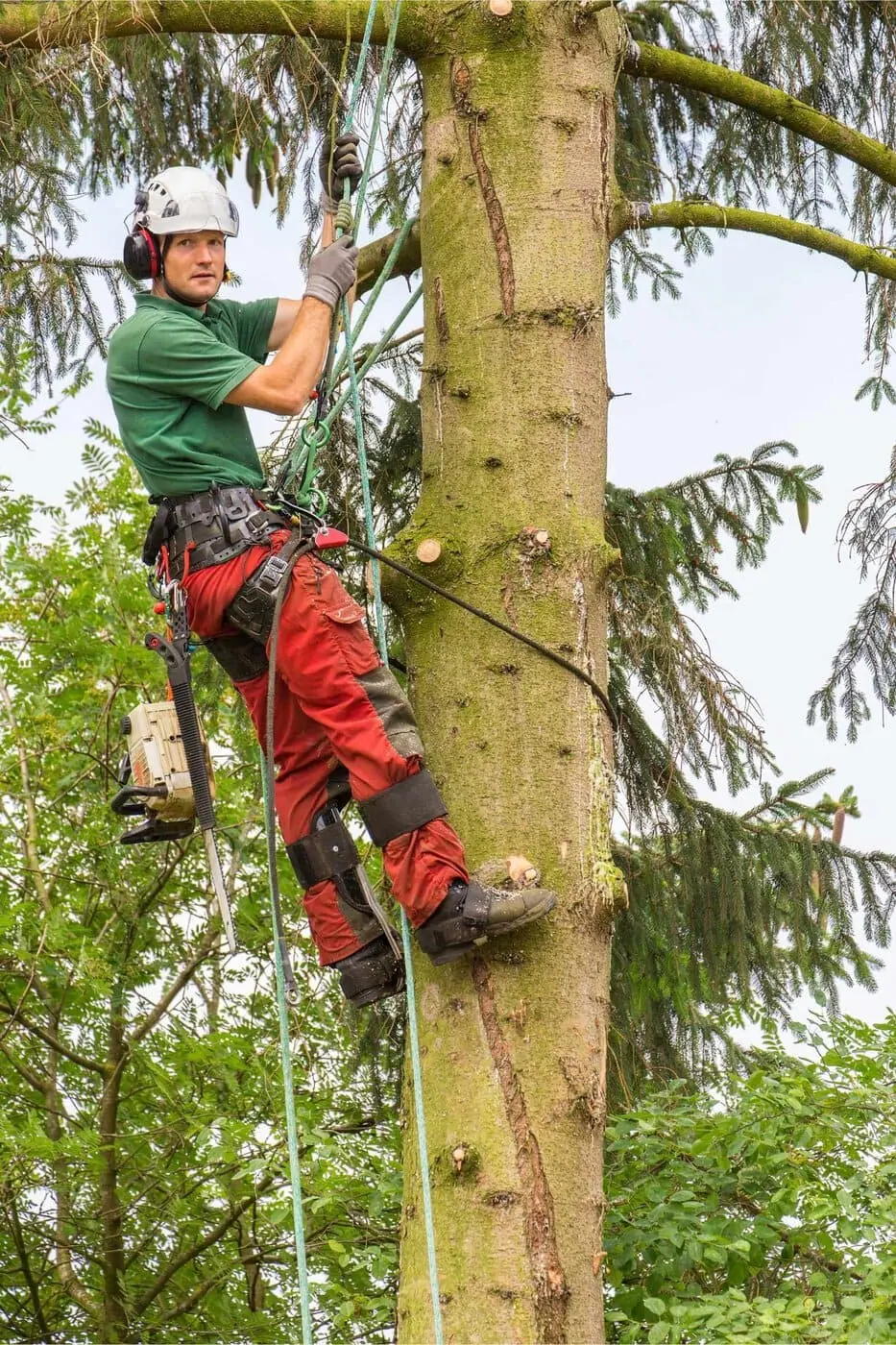 An arborist wearing safety gear and a helmet climbs a tall tree using ropes and harnesses, surrounded by green foliage and branches.