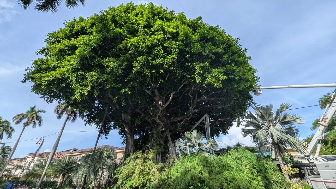 A large, dense tree with a wide, rounded canopy stands among smaller palm trees and shrubs, with buildings and a blue sky in the background. A worker in a bucket lift is partially visible to the right.