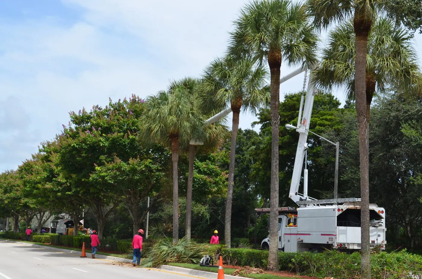 Workers in pink shirts trim tall palm trees along a road using a white bucket truck. Orange cones and tree branches are on the ground, and greenery lines the street on a sunny day.