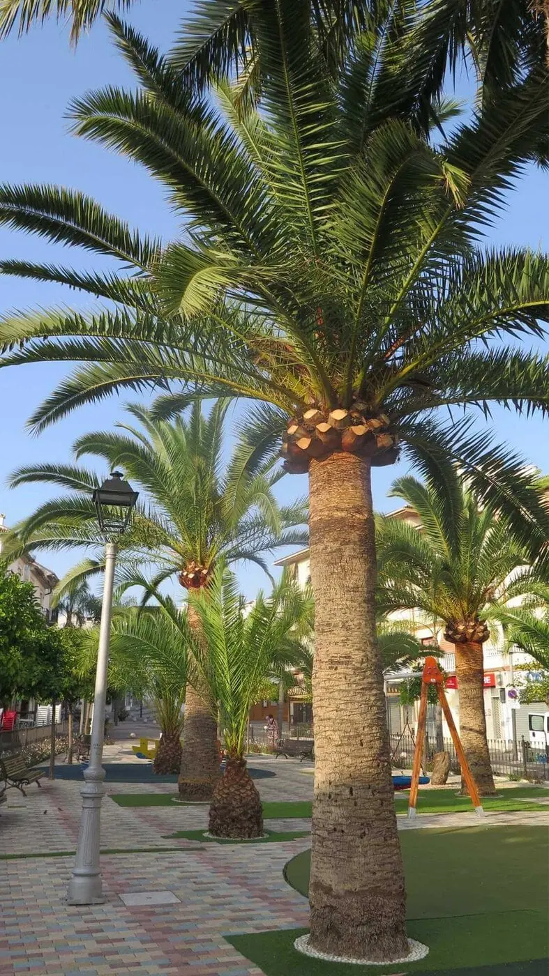 Tall palm trees line a paved walkway in a sunny park, with a streetlamp, benches, and a playground visible in the background. Buildings and a clear blue sky can also be seen.