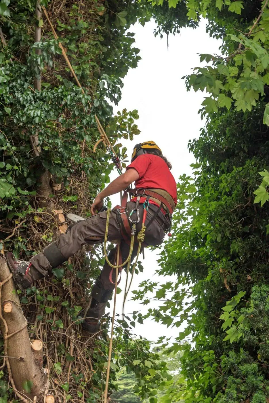 A person wearing safety gear and a helmet uses ropes to climb or trim a large, leafy tree. The individual is surrounded by dense green foliage and appears to be performing tree maintenance work.