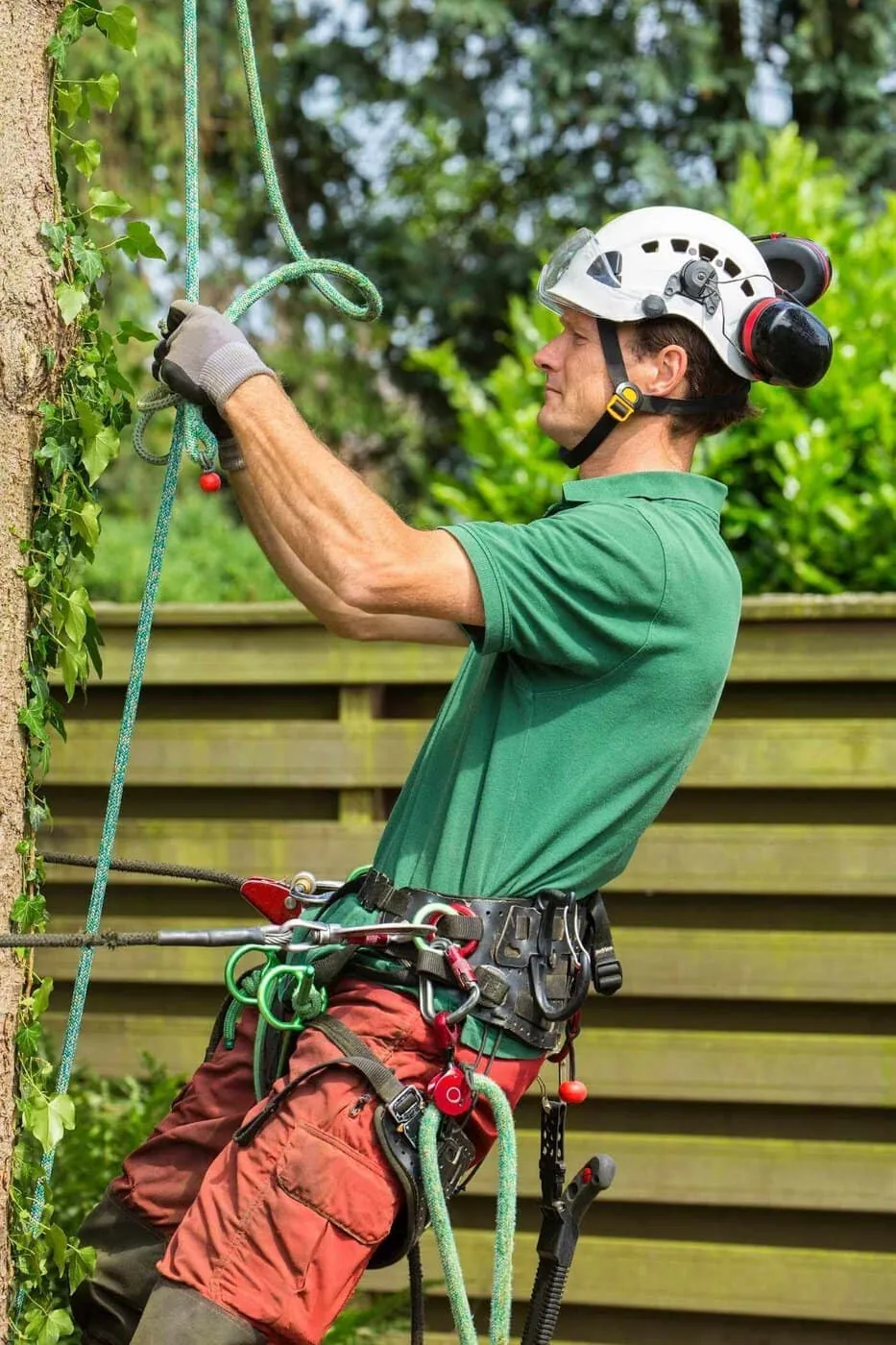 A man wearing a helmet, gloves, and safety gear is harnessed and using ropes to climb or work on a wall covered in ivy, with a wooden fence and greenery in the background.