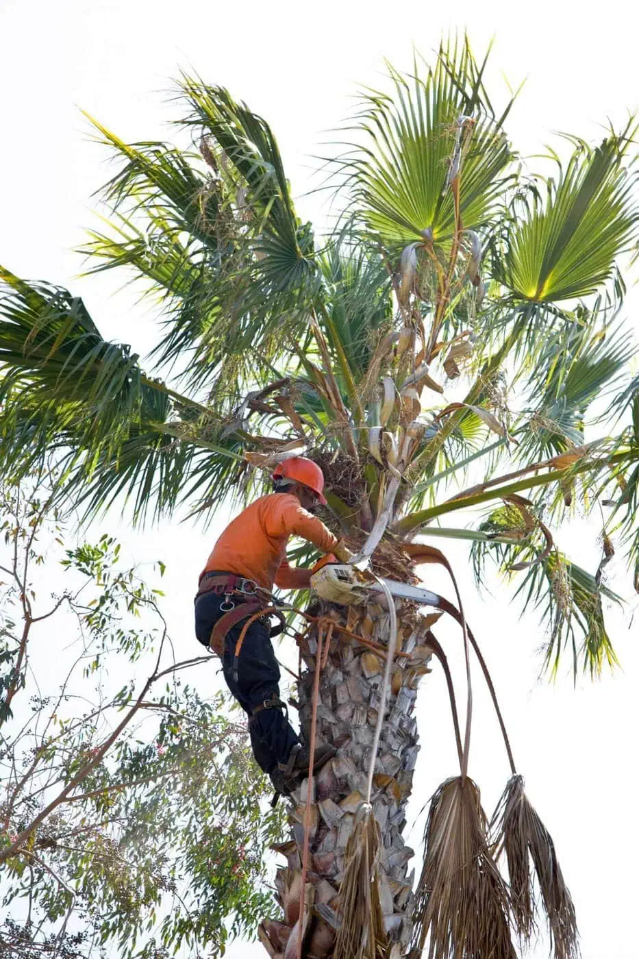 A worker wearing safety gear climbs a tall palm tree, using ropes and a harness, while trimming dead fronds and maintaining the tree under bright daylight.