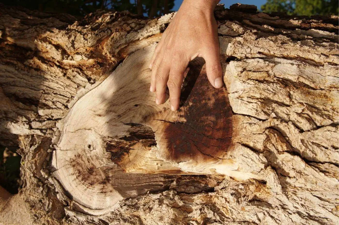 A hand rests on the rough, textured bark of a fallen tree, with sunlight highlighting the tree’s rings and knots.