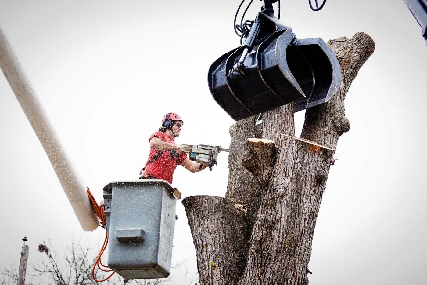 A worker in a safety helmet and harness stands in a bucket lift, using a chainsaw to cut branches from a large tree while a mechanical claw holds the cut sections.